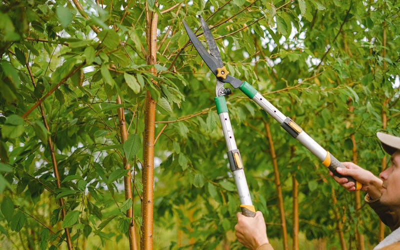Tree trimming in Zionsville, IN