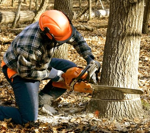 Tree Removal in Zionsville, IN